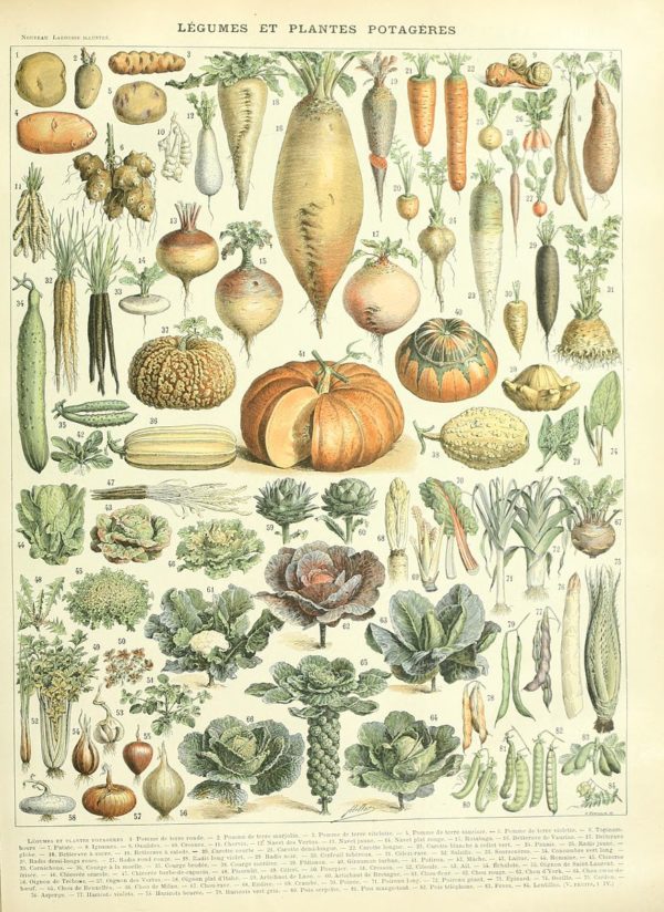 Vintage Farmhouse-Style Botanical Printables - Gracefully Home
