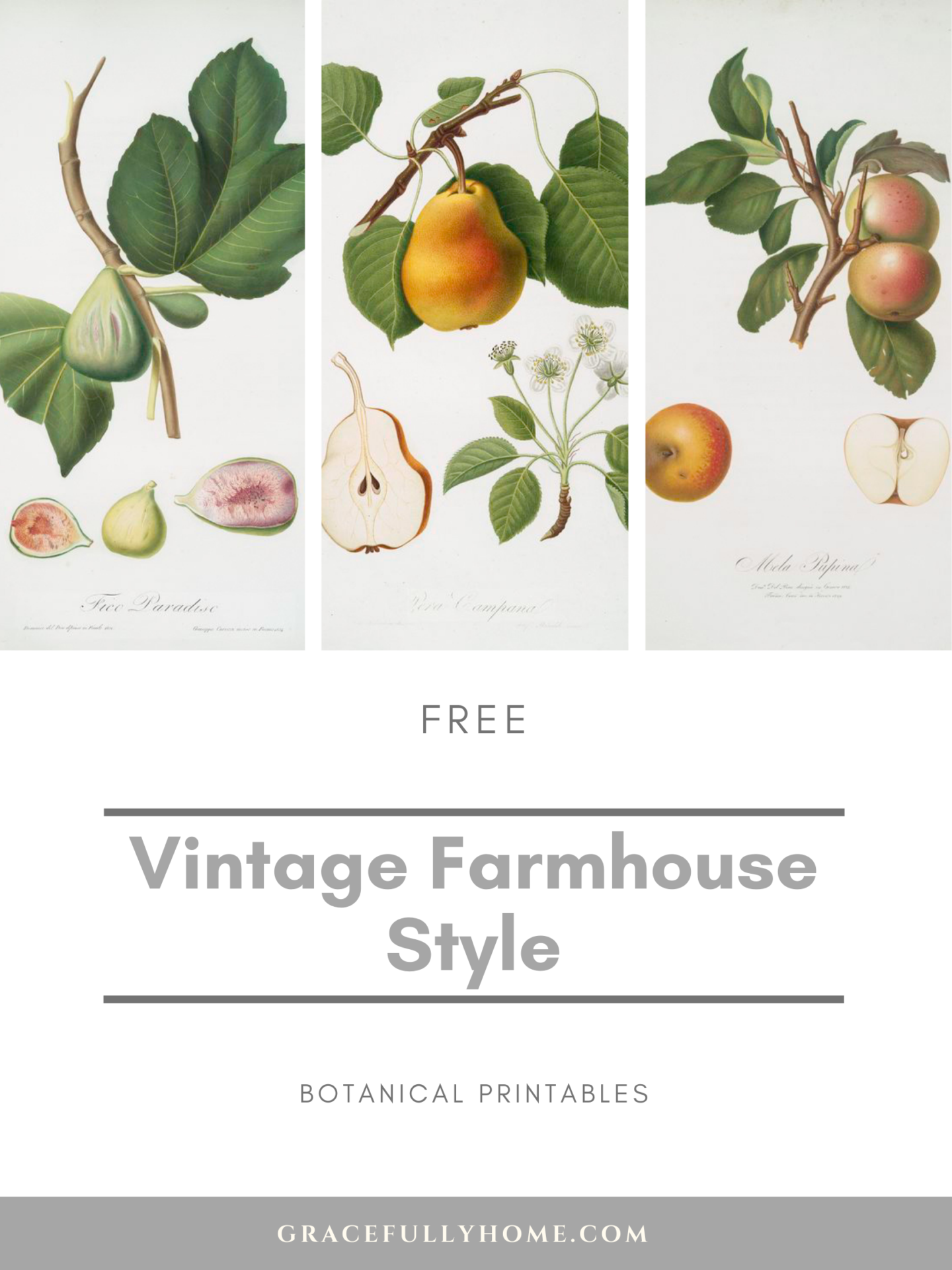 Vintage Farmhouse-Style Botanical Printables - Gracefully Home