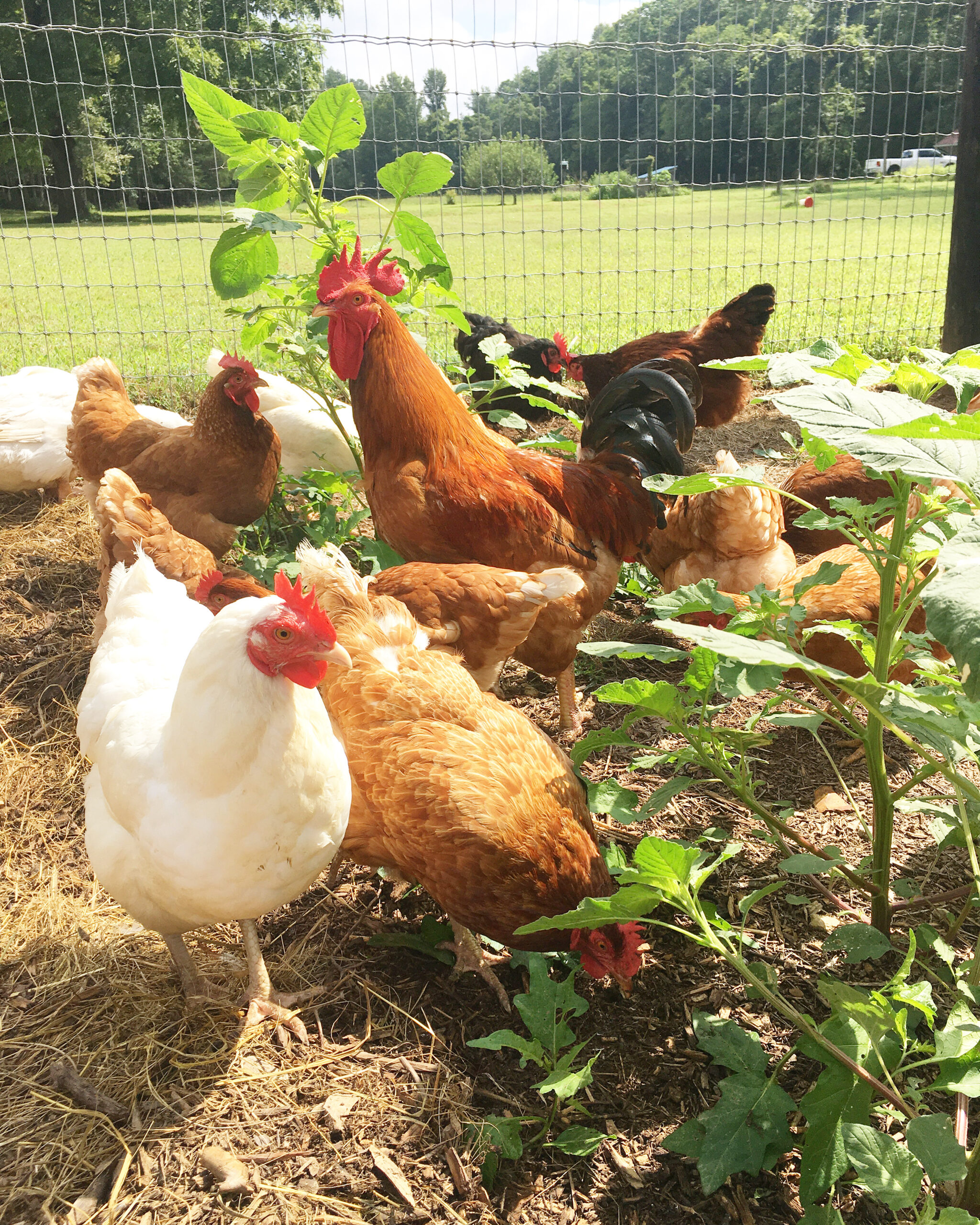 Adding Backyard Chickens