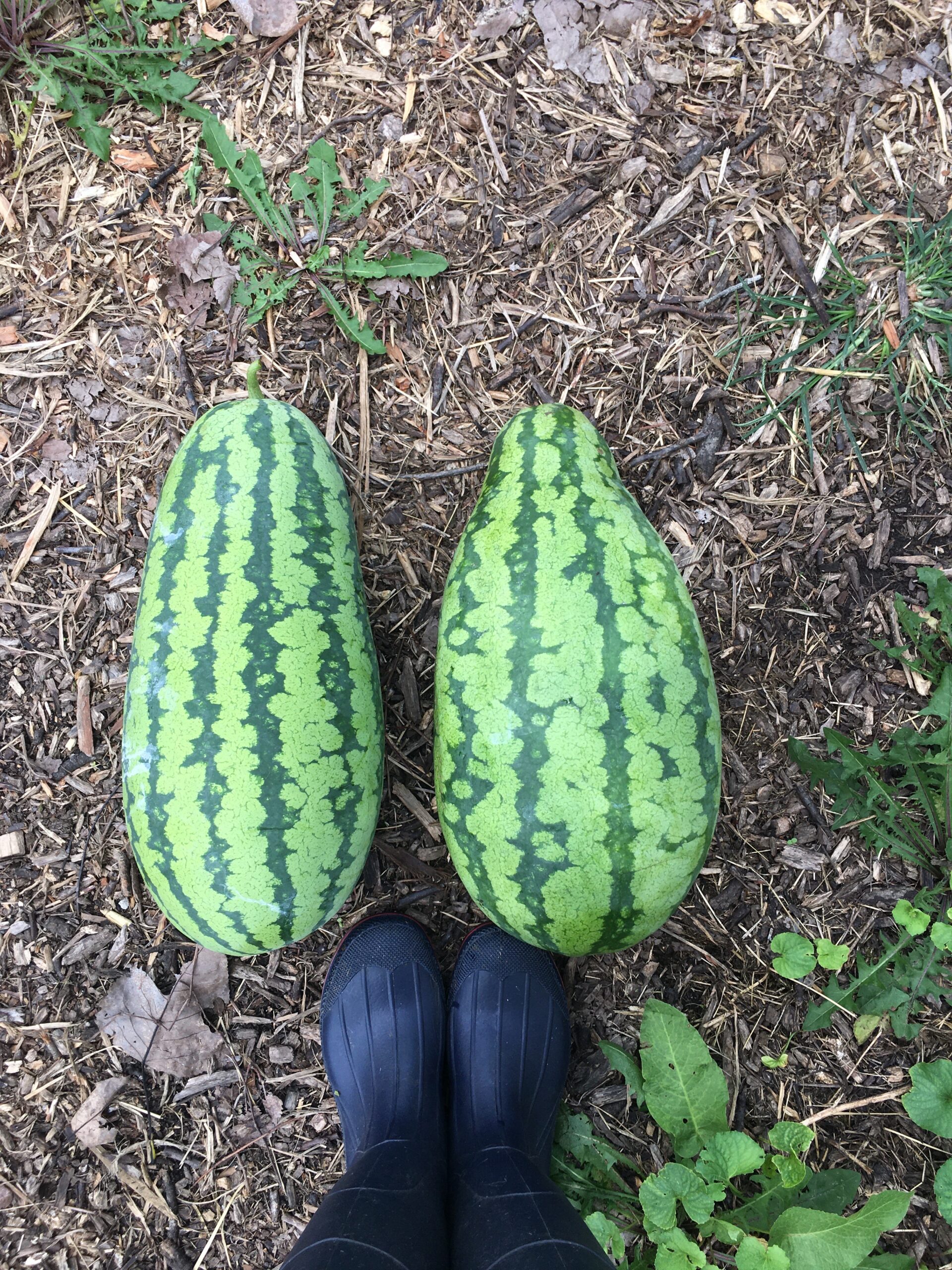 4 Ways to Tell if Your Watermelon Is Ripe