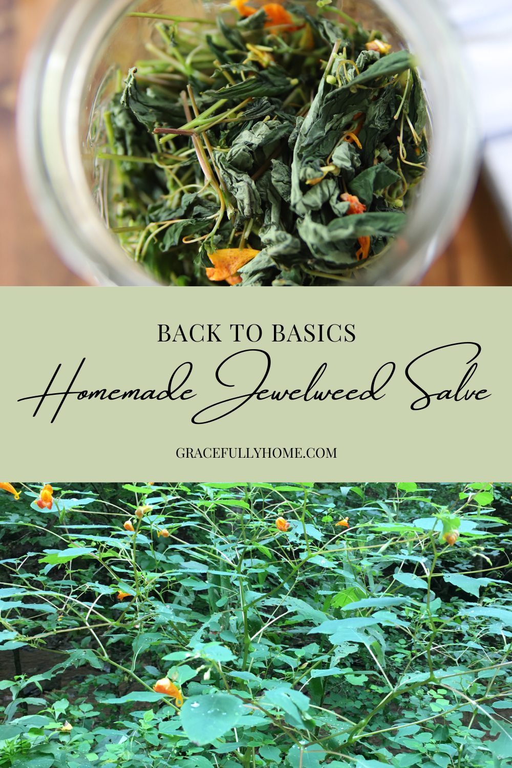 DiY Jewelweed Salve At Home Gracefully Home DiY Jewelweed Salve At Home Gracefully Home