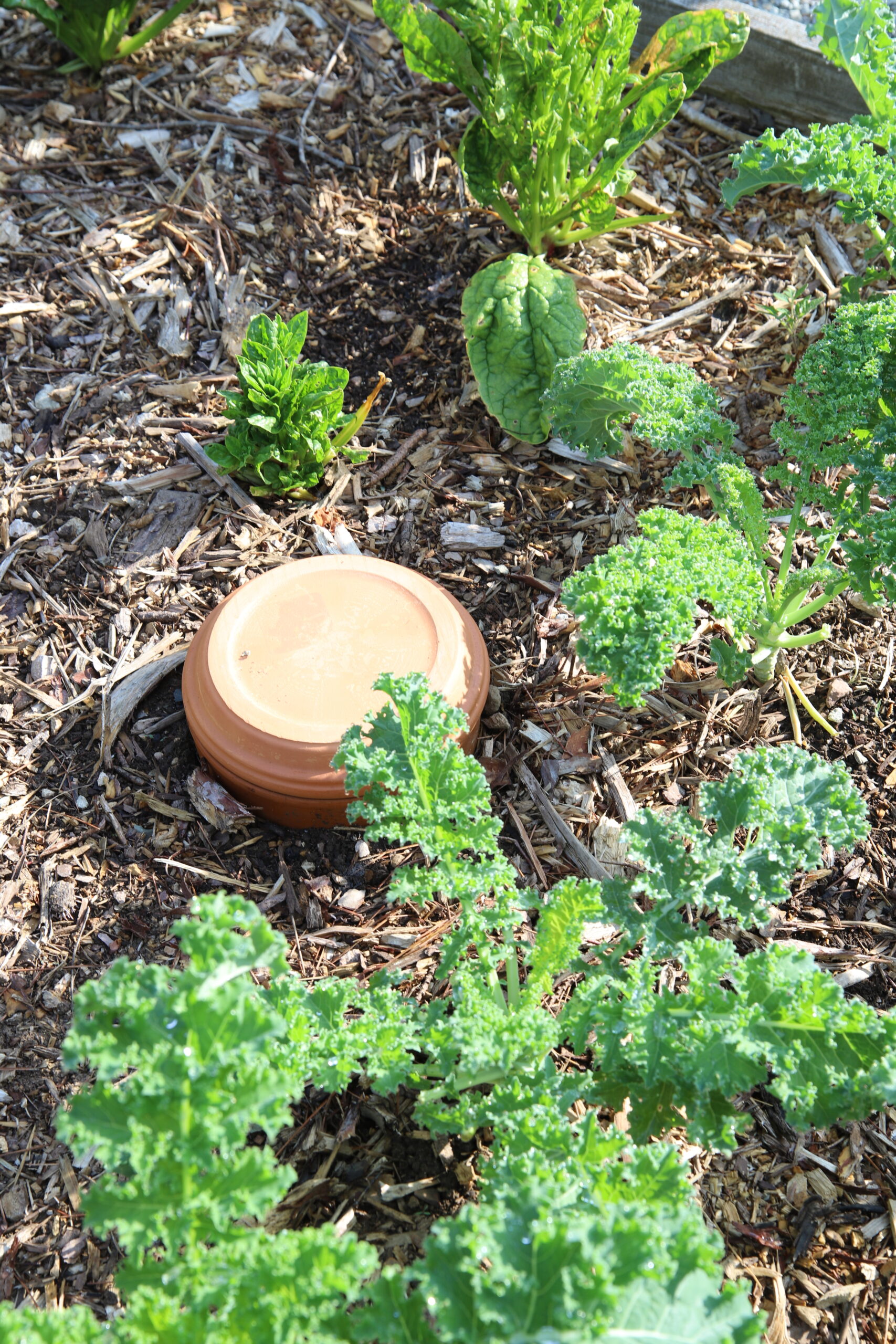 How to use an olla to water your garden