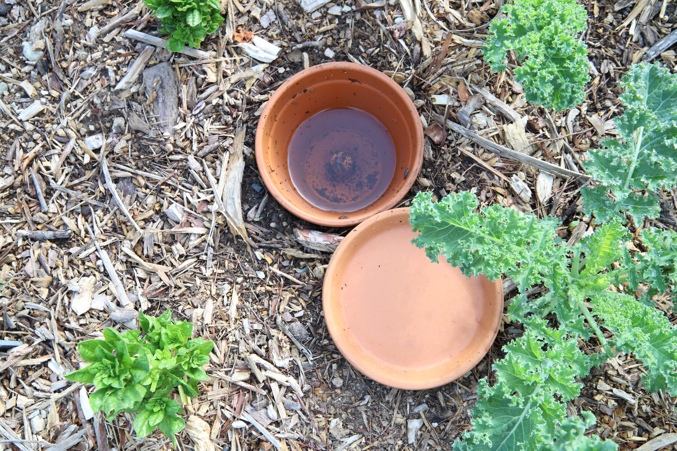 This is one of the reasons I believe my garden was productive during last  summers heat wave. DIY Oyas Ollas. Adding them to more of my raised beds  this year. Ancient gardening