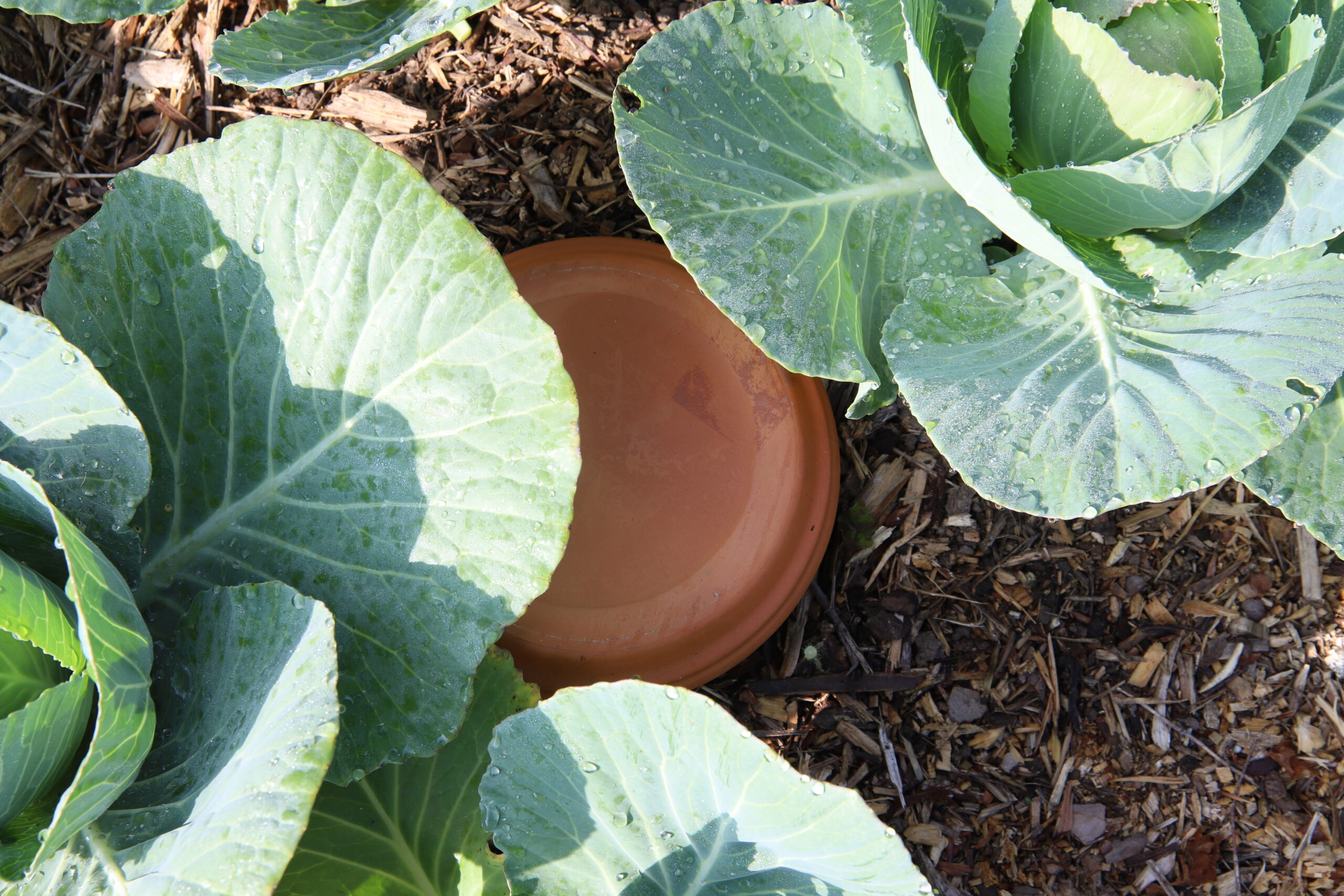 This is one of the reasons I believe my garden was productive during last  summers heat wave. DIY Oyas Ollas. Adding them to more of my raised beds  this year. Ancient gardening